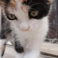 واگذاری بچه گربه