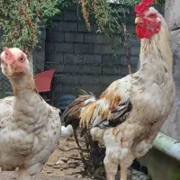 خروس لاری|حیوانات مزرعه|رشت, آتشگاه|دیوار