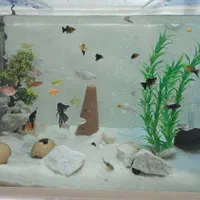 آکواریوم کامل|ماهی|آران و بیدگل, |دیوار