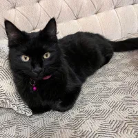 پرشین ماده اماده جفتگیری