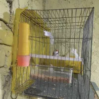 پرنده|پرنده|ایرانشهر, |دیوار