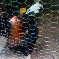 مرغ خروس گلین تخم گذار