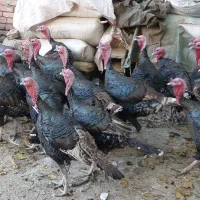 بوقلمون۲ساله سنگین|حیوانات مزرعه|سقز, |دیوار