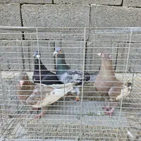 فروش انواع کبوتر|پرنده|بندر کنگان, |دیوار