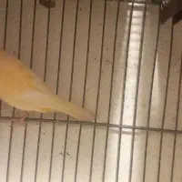 قناری قناری جفتی سهره اماده|پرنده|صفادشت, |دیوار