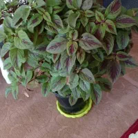 گلهای حسن یوسف|گل و گیاه طبیعی|ایوان, |دیوار