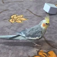 عروس هلندی  نر و ماده|پرنده|پرند, فاز ۶|دیوار