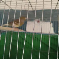 قناری|پرنده|کرمان, |دیوار