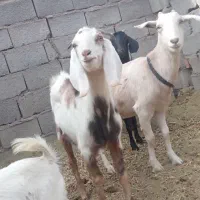 بزو کره و نر|حیوانات مزرعه|زرند, |دیوار