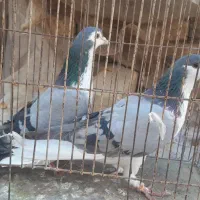 کبوتر بدرنگ