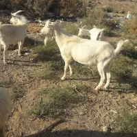 نری سانن بخته و بز