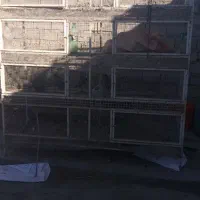 جفت کن کبوتر