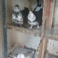 یک جفت کبوتر