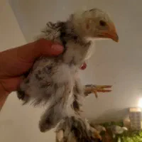 جوجه نژاد دار مرغ خروس|حیوانات مزرعه|کرمانشاه, |دیوار