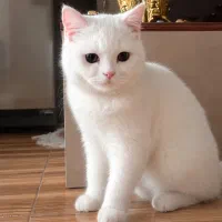 گربه نژاد بریتیش لانگ‌هیر اصیل