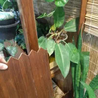 استند گل|گل و گیاه طبیعی|خمینی‌شهر, |دیوار