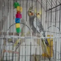 عروس هلندی فروشی معاوضه هم دارم