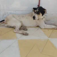 سگ ماده درجه یک