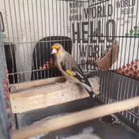 سهره کرمونی مست مست|پرنده|شیراز, دلجو|دیوار