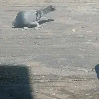 کبوتر معاوضه|پرنده|فارسان, |دیوار