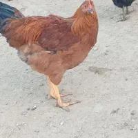 خروس