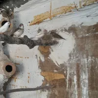 فنج مولد|پرنده|بندر ترکمن, |دیوار