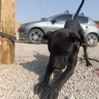 سگ پیتبول نر فول آموزش|سگ|اصفهان, سرشبادران|دیوار