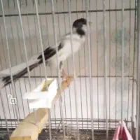 قناری کشیده بلند نر|پرنده|شهرضا, |دیوار