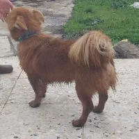 سگ روباهی واکسن زده