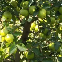 فروش نهال|خدمات باغبانی و درختکاری|هشترود, |دیوار