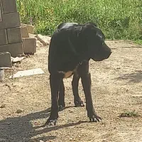 سگ سرابی|سگ|اردبیل, |دیوار