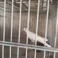 پرنده زینتی.تزیینی. سالم