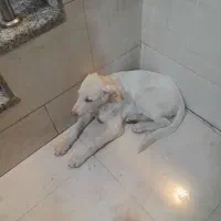 توله سگ خراسانی|سگ|شیراز, شهرک والفجر|دیوار