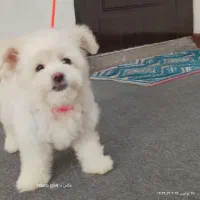 واگزاری سگ شیتزو تریر ۱۰۰روزه