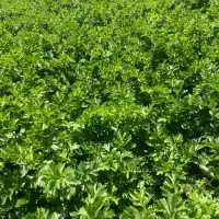 اجاره زمین کشاورزی ۵ هکتاری با ۱/۳ هکتار گلخانه|اجارهٔ دفتر صنعتی، کشاورزی، تجاری|نظرآباد, شهرک صنعتی سپهر|دیوار