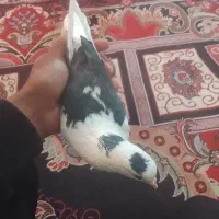 سلام یک جفت کفتر پلنگ|پرنده|بم, |دیوار