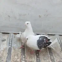 نرو ماده سیاه پلنگ با ماده نباتی