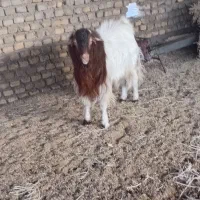 حیوانات مزرعه|حیوانات مزرعه|قائن, |دیوار