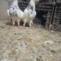 طوقی.کبوتر.اشعل..