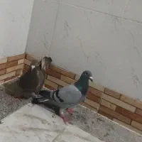 کبوتر المانی