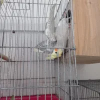 عروس هلندی مولد|پرنده|میناب, |دیوار