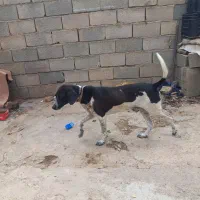 توله دنبلانی عالی|سگ|دوزین, |دیوار