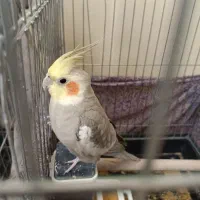 عروس هلندی مولد