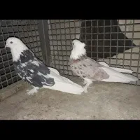 کبوتر شازده هما سرور کاکلی|پرنده|چهاردانگه (تهران), |دیوار