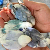 طوطک سرلاکی