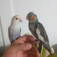 جوجه برزیلی با جوجه عروس