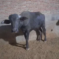 گاومیش ماده اصیل سالم|حیوانات مزرعه|بناب, |دیوار