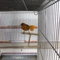 سهره قناری سرخ دهن ایوب