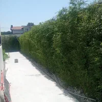 باغبانی و سمپاشی|خدمات باغبانی و درختکاری|رشت, گلباغ نماز|دیوار