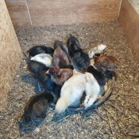 فروش جوجه محای و لری|حیوانات مزرعه|بندرعباس, |دیوار